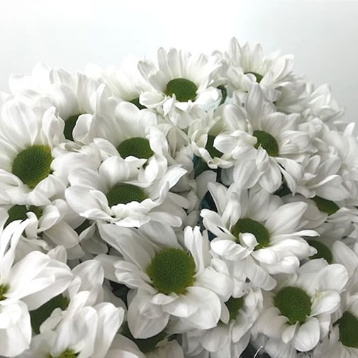 Chrysant Spr. Firstwhite