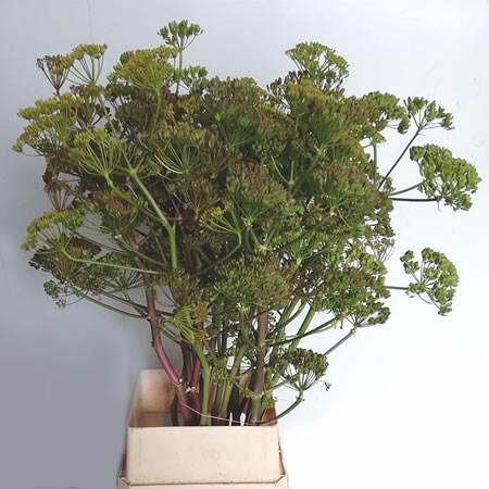 Foeniculum Vulgare