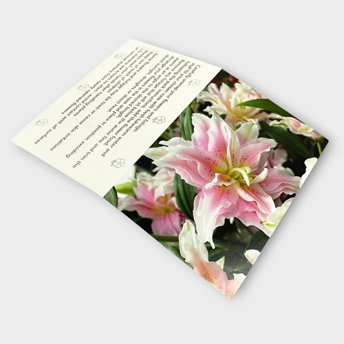Folding Message Cards - Pink Lily (10x7cm)