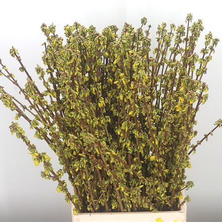 Forsythia Gold Fantasy