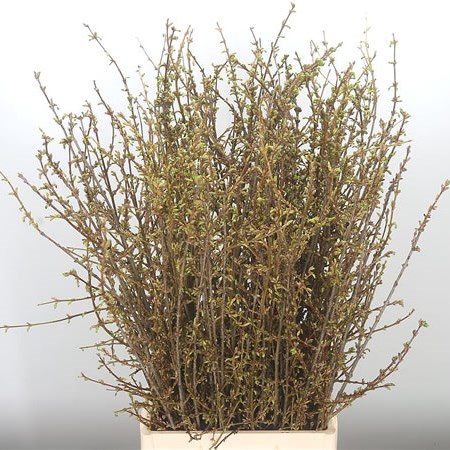 Forsythia Spectabilis