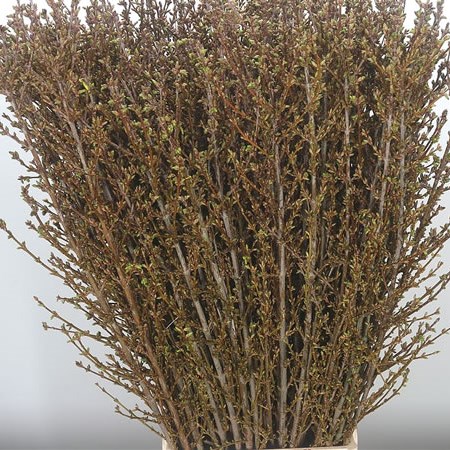 Forsythia Spectabilis