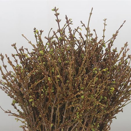 Forsythia Spectabilis