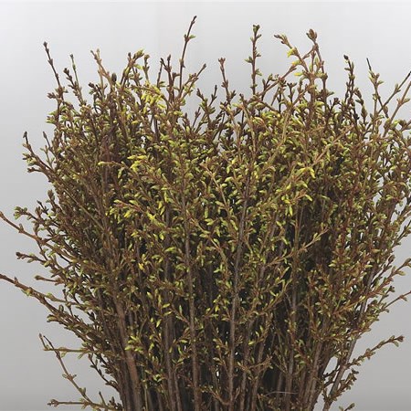 Forsythia Spectabilis