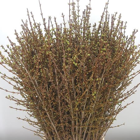 Forsythia Spectabilis