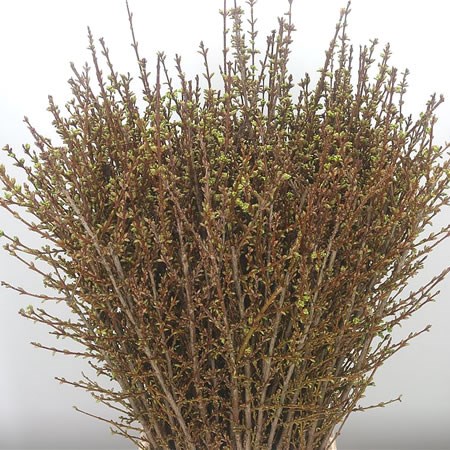 Forsythia Spectabilis