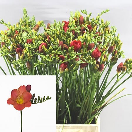 Freesia Acapulco Single