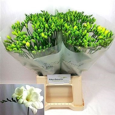 Freesia Ambassador Single