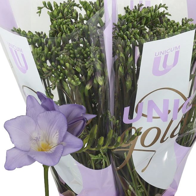 Freesia Atlantis Single