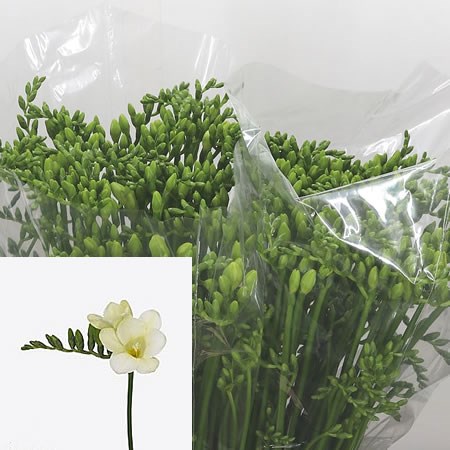 Freesia Avalanche Single