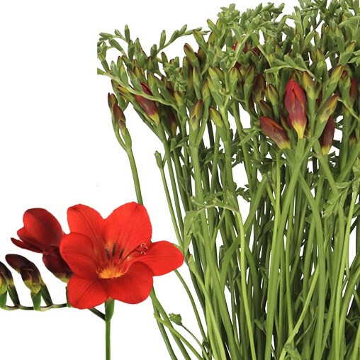 Freesia Bisou Single