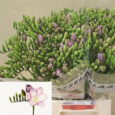 Freesia Blue Moon Single