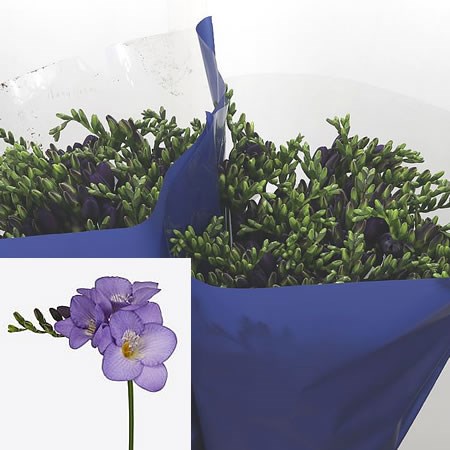 Freesia Blue Velvet Single