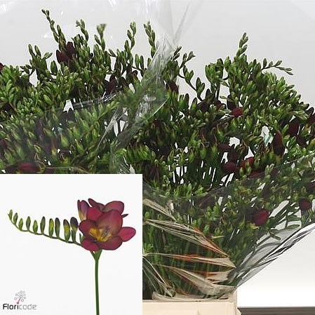 Freesia Bordeaux Single