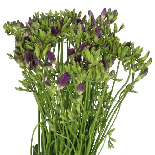Freesia Castor Single