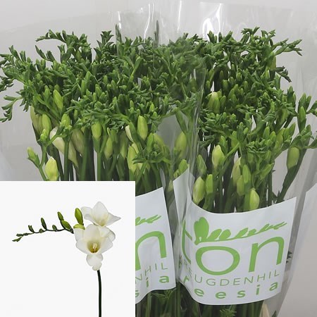 Freesia Diamond River Single