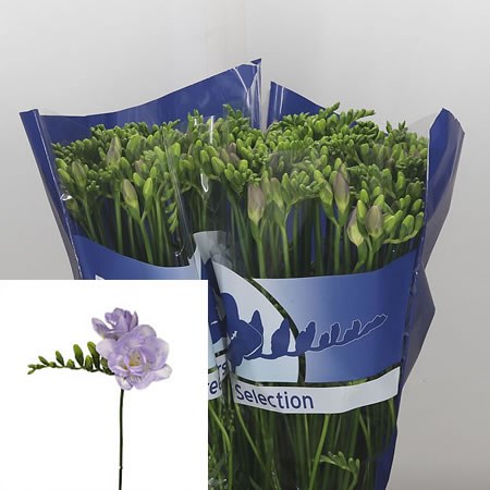Freesia Double Algarve