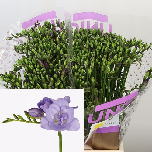 Freesia Double Annecy