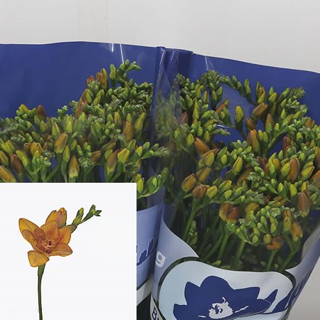 Freesia Double Bastogne
