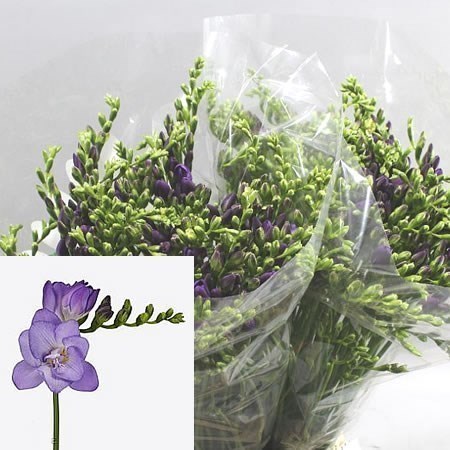 Freesia Double Biscaya