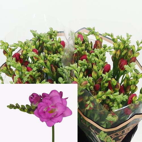Freesia Double Cherise