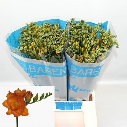 Freesia Double Clementine