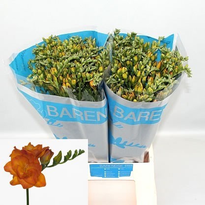 Freesia Double Clementine