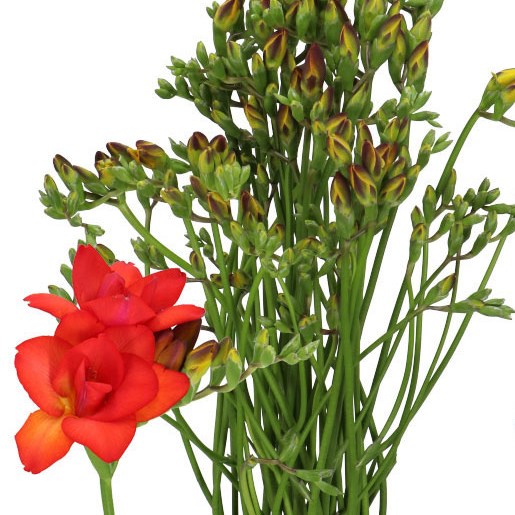 Freesia Double Fuego
