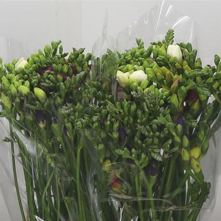 Freesia Double Mix (Extra)