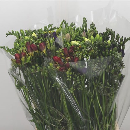 Freesia Double Mix (Extra)