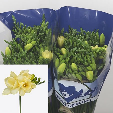 Freesia Double Moonlight (Extra)