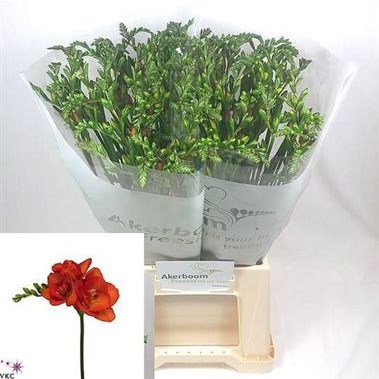Freesia Double Red Beauty