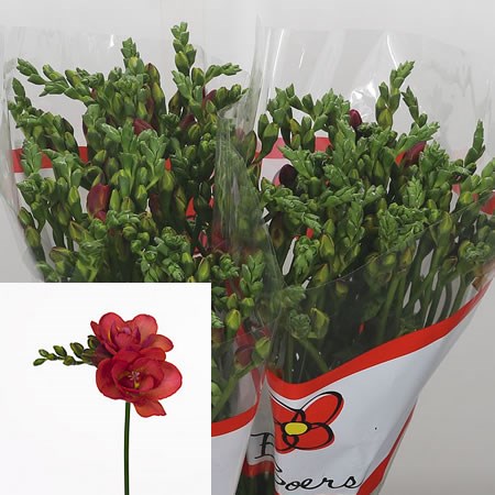 Freesia Double Red Bell