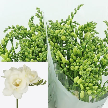 Freesia Double Romantic White