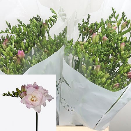 Freesia Double Rosario