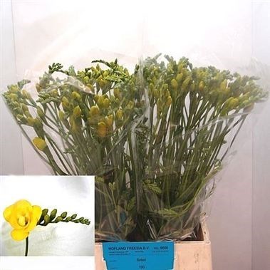 Freesia Double Soleil