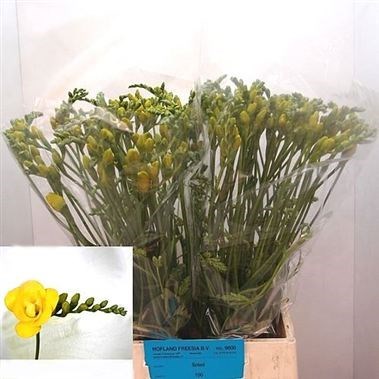 Freesia Double Soleil