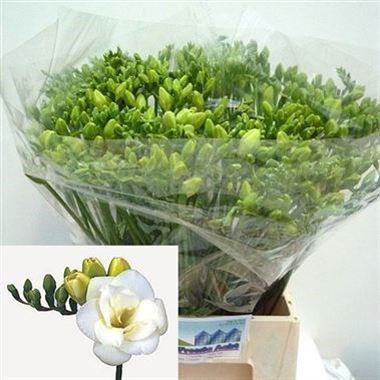Freesia Double Versailles
