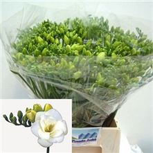 Freesia Double Versailles