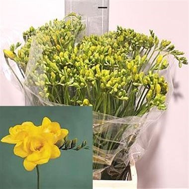 Freesia Double Yvonne