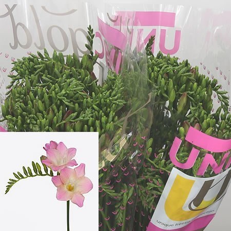 Freesia Emily Single