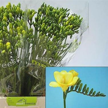 Freesia Gold River Single
