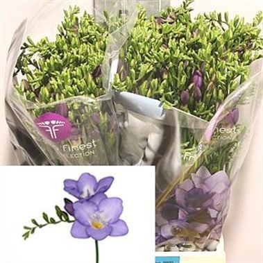 Freesia Mercurius Single