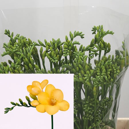 Freesia Monza Single