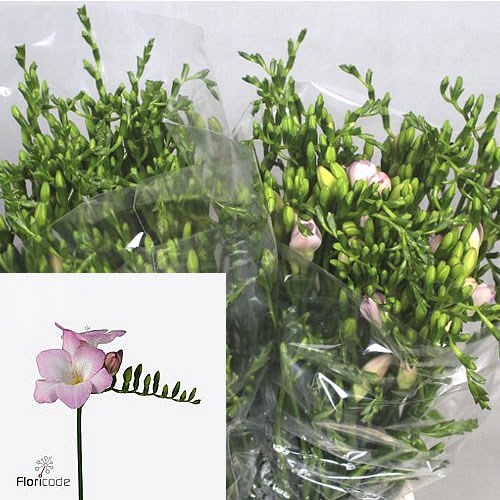 Freesia Orion Single