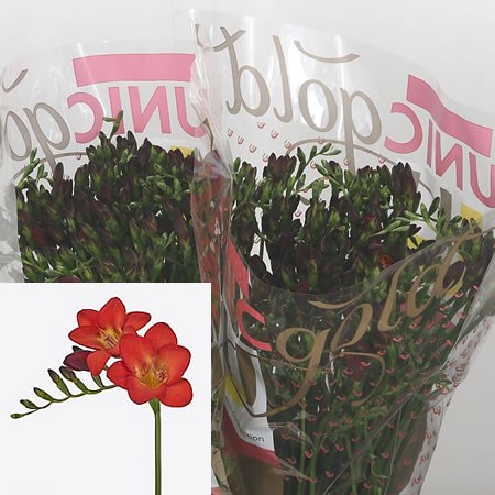 Freesia Red Baron Single