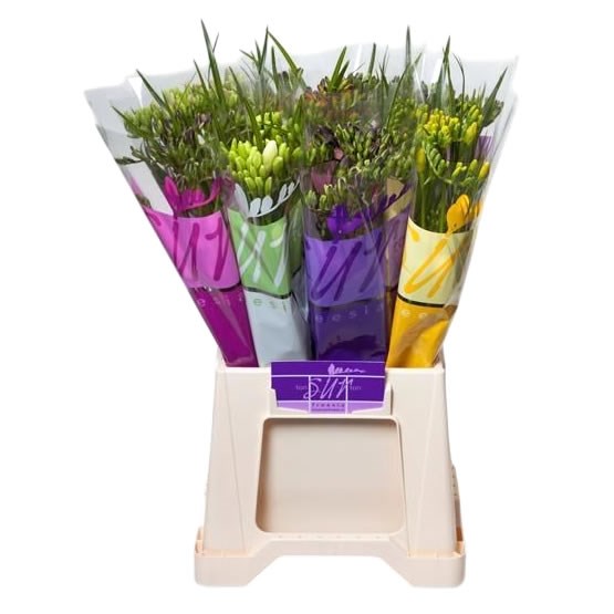 Freesia Ton sur Ton Mix