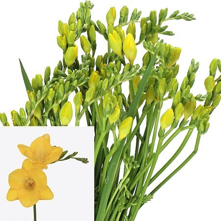 Freesia Valerie Single