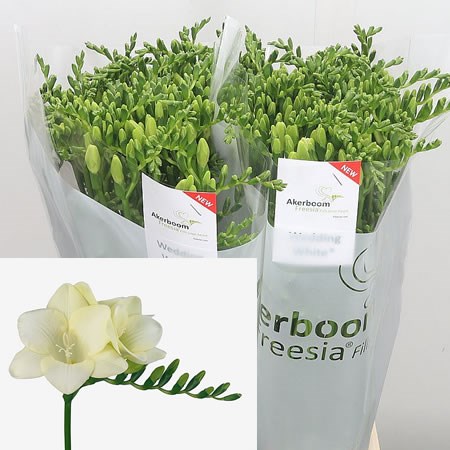 Freesia Wedding White Extra Single
