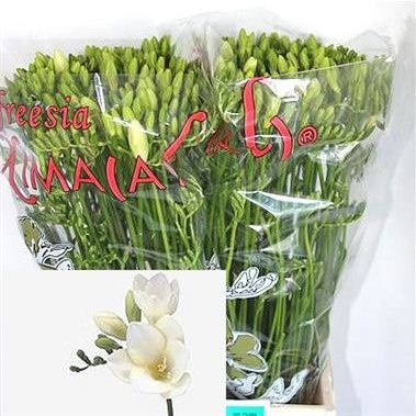 Freesia White River Single (10's)